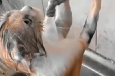 Chilly Cat Chronicles: Hilarious Compilation of a Cat's Struggle with Cold Water!