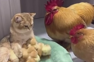 Feathered Fumble: Laugh-Out-Loud Funny Video Captures Kitten's Hilarious Encounter with a Chick!