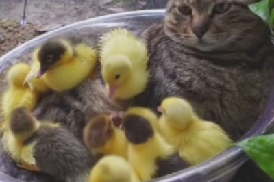 Feathered Fun: Hilarious Chick Defies Gravity, Perched Playfully on Top of a Cat!