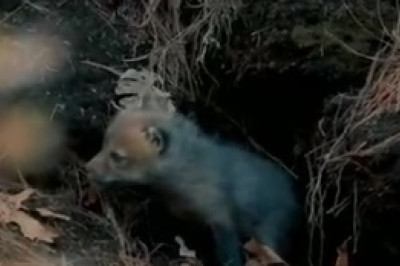 Foxy Laughter Galore: Unleashing the Giggle Fits of Laughing Foxes!