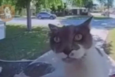 Funniest Pets Ever! Get Ready to Laugh With These Adorably Silly Animals!