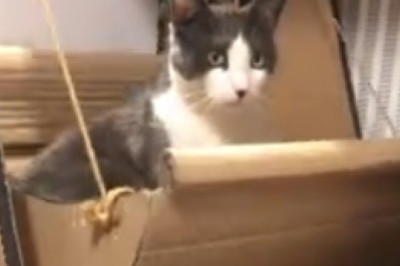 Grumpy, Wise, and Hilarious: The Adventures of an Old Cat!