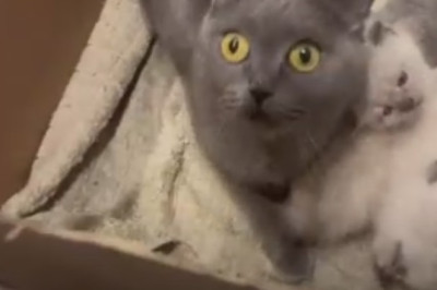 he Sweetest Thing You'll See Today: A Cat and His Kitten Cuddles