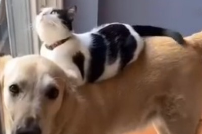 Hilarious Cat vs. Dog Showdown: Watch This Fearless Feline Give a 