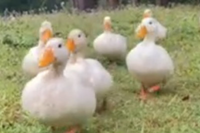 Hilarious Encounter: The Goose Takes Over the Farm and Has Everyone in Stitches!