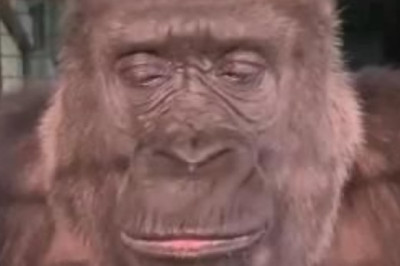 Hilarious Gorilla Sings Like a Rockstar, Leaves Zoo Visitors in Stitches!
