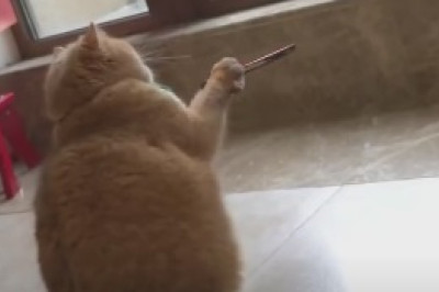 Hilarious Kittens Go Bonkers Rolling Around – Prepare for Your Daily Dose of Cuteness!