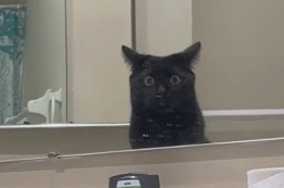Hilarious Reaction Alert: Cat Meets Her Mirror Twin and It's Purr-fectly Priceless!
