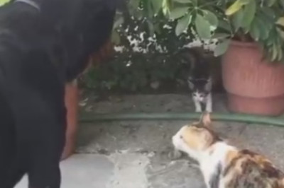 Hilarious Showdown: Dog vs. Cunning Cats - Who Will Win the Battle of Wits?