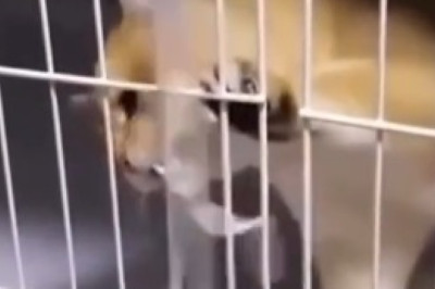 Hilariously Adorable: Meet the Lovably Goofy Cat That Will Melt Your Heart!