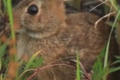 Hop-tastic Hilarity: Hilarious Rabbit Takes Over the Internet with Its Unbelievable Antics!