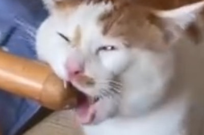 Laugh Out Loud: Hilarious Cats That Will Leave You in Stitches!