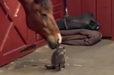 Medicine Mischief: Hilarious Horse Attempts to Take Their Daily Dose in the Most Unconventional Ways!
