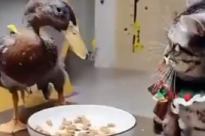 Meticulous Mealtimes: Watch Hilarious Cat Turn into a Professional Table Cleaner!