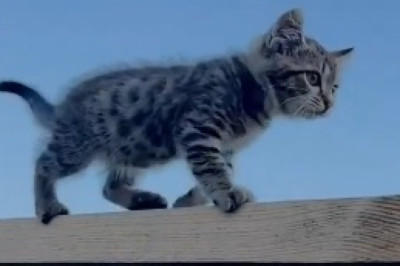 Milkbar Hilarity: Watch as Adorable Kitten Babies Test the Patience of Their Tired Cat Mom!