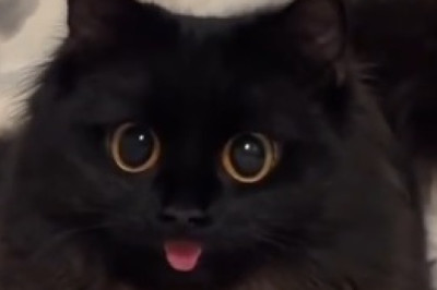 Mischief in Action: Adorable Kitten Becomes a Food Delivery Expert!