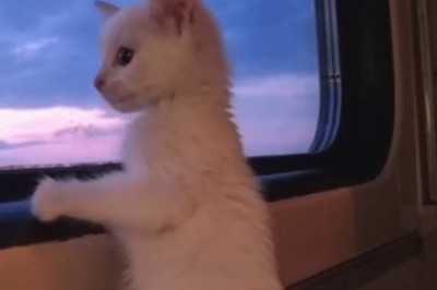 Oh No! Kitten Takes On Rope In Hilariously Entangled Adventure!