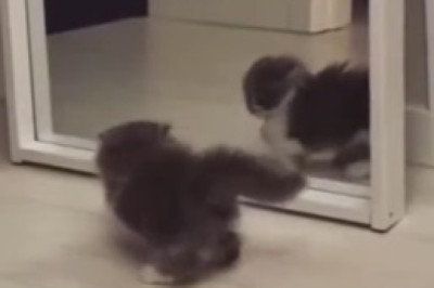 ROFL Alert: Adorable Kitten Takes an Epic Tumble, Sending Internet into Fits of Laughter!