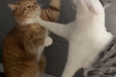 Roof-rific Feline Follies: The Hilarious Cat Duo's Adrenaline-Fueled Adventure on Top of a Car!