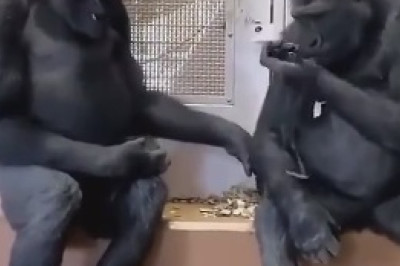 The Groovy Gorilla: Watch This Hilarious Dance-Off with Moves That Will Leave You in Stitches!