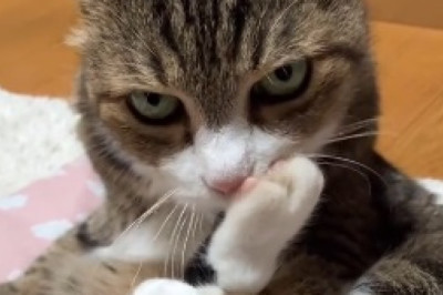 The Hilarious Adventures of a Snoozing Superstar! Watch This Cat's Comical Naptime Antics Go Viral!