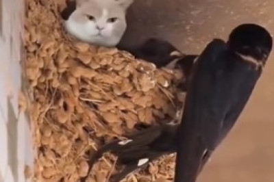 The Purr-fect Blend of Beauty and Comedy: Witness the Hilarious Adventures of a Beautiful Kitten!