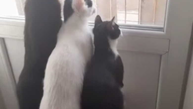 The Purrfect Lullaby: Adorable Cats Caught in the Act of Snoozing!