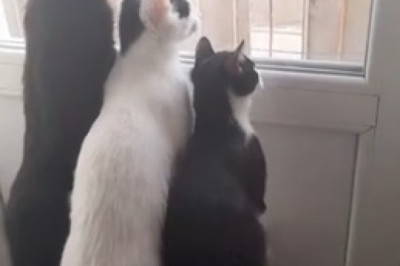 The Purrfect Lullaby: Adorable Cats Caught in the Act of Snoozing!