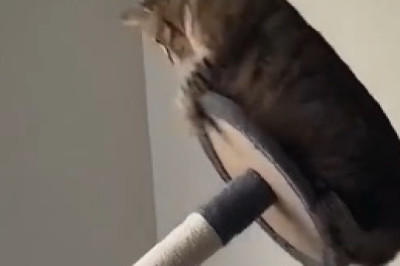 The Purrfectly Hilarious Antics of Great Cats: Prepare to Roar with Laughter!