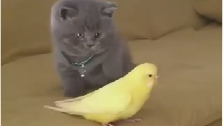 The Unexpected Battle: Kitten vs. Bird!
