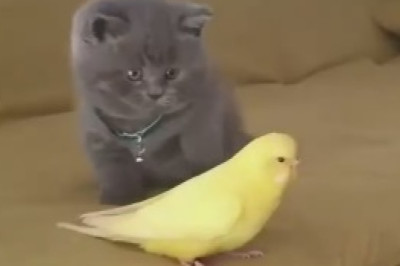 The Unexpected Battle: Kitten vs. Bird!
