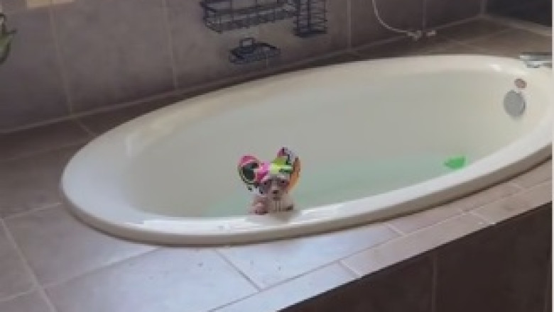 This Cat's Reaction To A Bath Is PRICELESS!