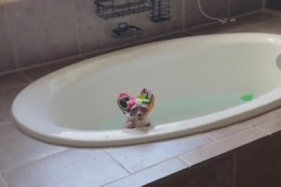 This Cat's Reaction To A Bath Is PRICELESS!