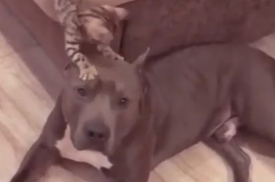 This Sneaky Man Takes Hiding Spots to a Whole New Level - You Won't Believe Where He Hid This Adorable Kitten!