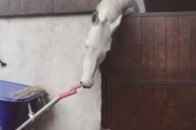 Unbelievable! Horse with a Winning Smile Puts on a Hilarious Show!