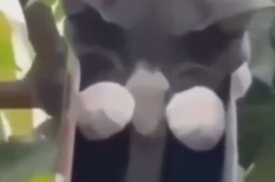 When Your Cat Has A Very Bad Day