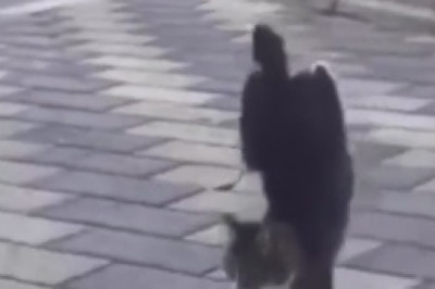 Cat-astrophe Alert: The Adventures of the Naughty Cat!