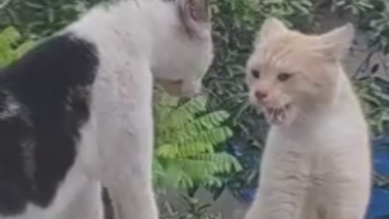 Cat vs. Cat: Round One - The Claws Are Out