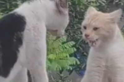 Cat vs. Cat: Round One - The Claws Are Out