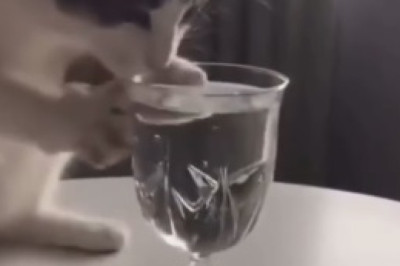 Feline Frenzy: Cat Comedy at Its Finest!