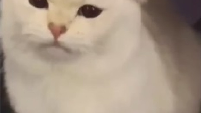 Hilarious Cat Falls Asleep in the Bathtub! ๐น๐