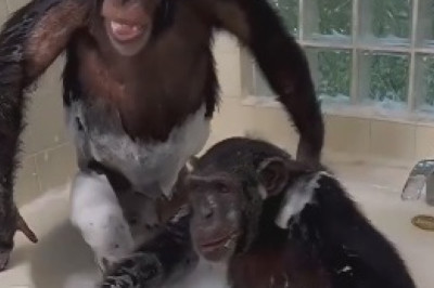 Hilarious Hygiene Alert: Monkey Goes Bananas with Cleaning Routine!