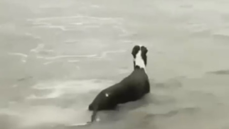Hilarious Race of the Pups: Two Dogs Navigate the Treacherous Waters!