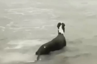 Hilarious Race of the Pups: Two Dogs Navigate the Treacherous Waters!