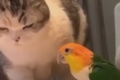 Parakeet Pranks: Two Feathered Friends Wreak Havoc on Cat's Beauty Sleep!