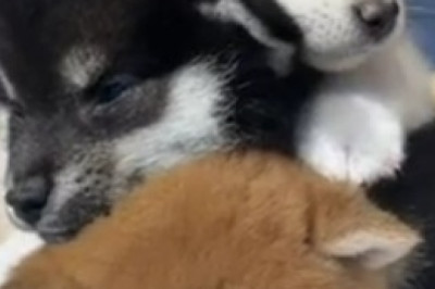 Playtime Rebellion: This Feisty Pup Just Doesn't Want to Play!