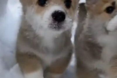 Pocket-Sized Pup Hilarity: Tiny Dog, Big Laughs!