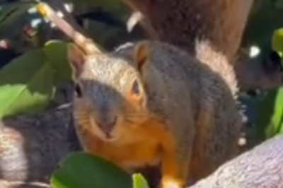 Squirrely Shenanigans: A Nutty Adventure in the Forest!