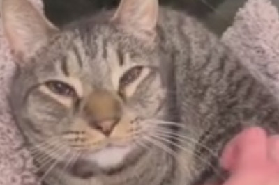 The Calm Cat Chronicles: Hilariously Zen Moments with a Feline Master of Relaxation!