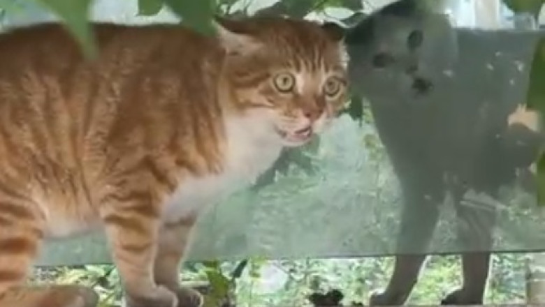 Two Fluffy Fighters: A Hilarious Cat Showdown